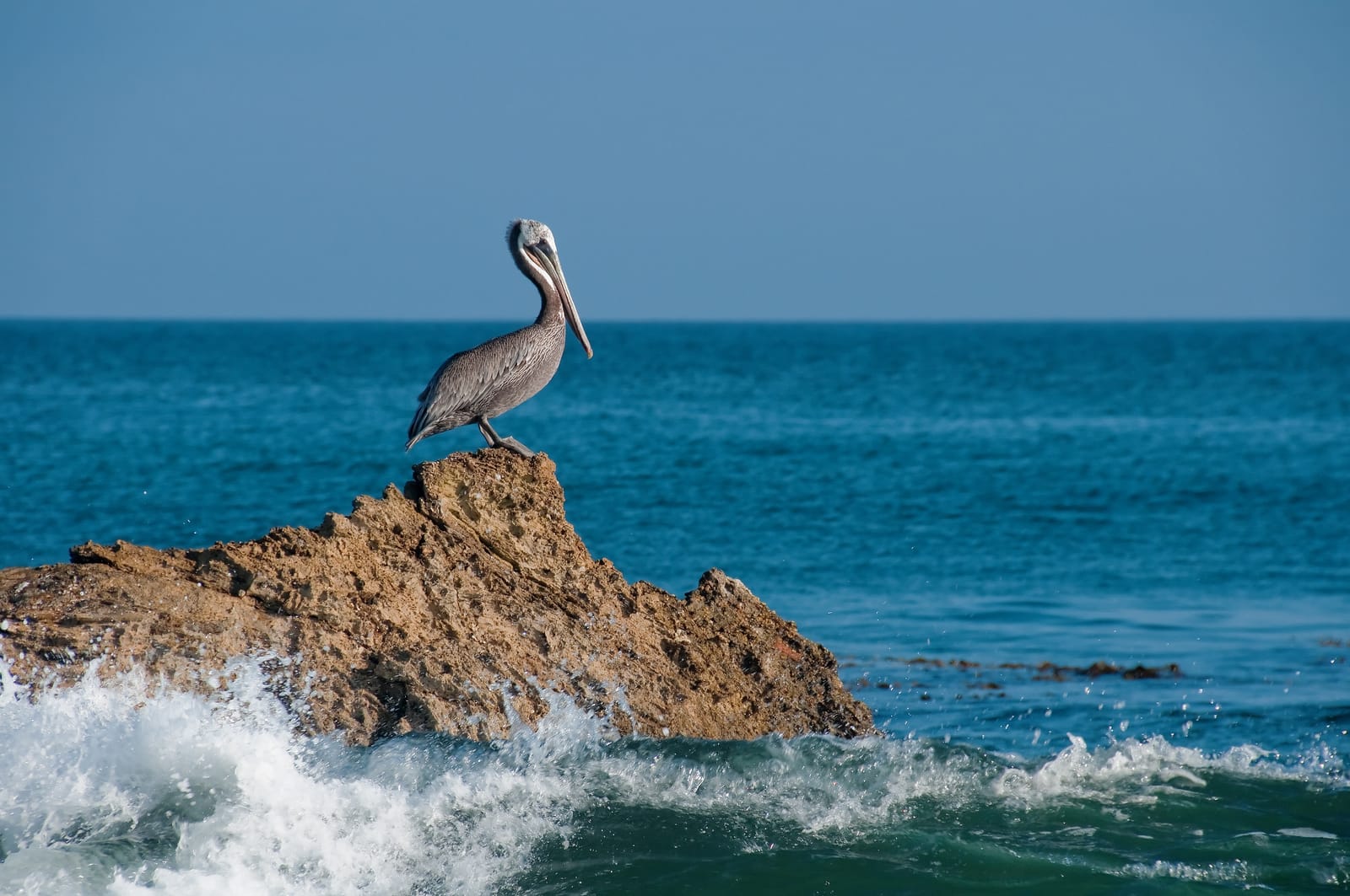 Pelícano sobre una roca frente al mar de Huatulco